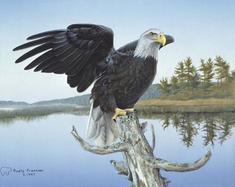 Framed Morning Glory Print