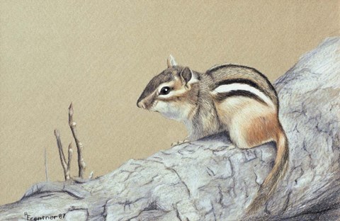 Framed Chipmunk Print