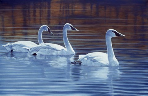 Framed Sea Of Tranquility Print