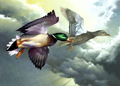 Framed Mallards In Flight Print