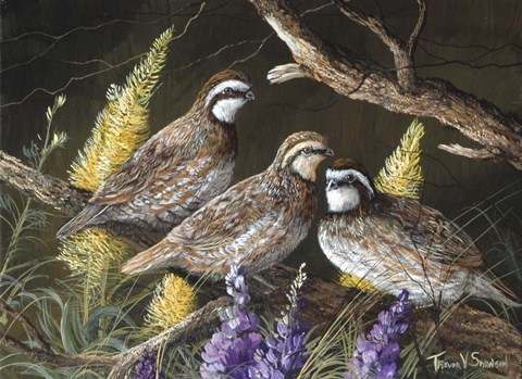 Framed Bobwhite Trio 1 Print