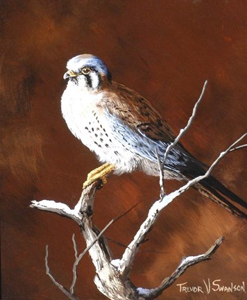 Framed Cold Wet Perch Print