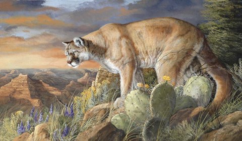 Framed Lord Of The Canyon Print