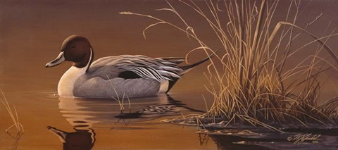 Framed Amber Light - Pintail Print