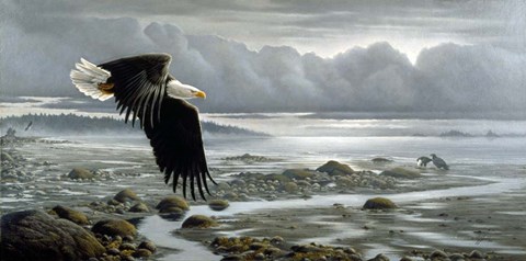 Framed Lowtide - Bald Eagle Print
