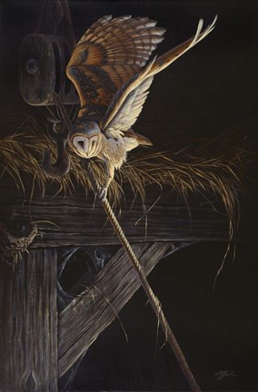 Framed Tight Rope Barn Owl Print