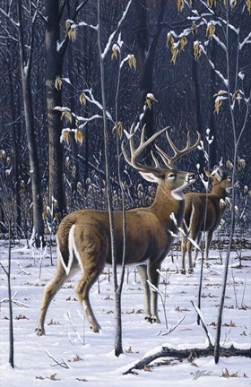 Framed Buck In His Prime Print