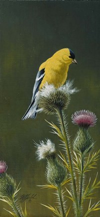 Framed Goldfinch On Thistle Print