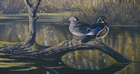 Framed Spring Pair - Wood Ducks Print
