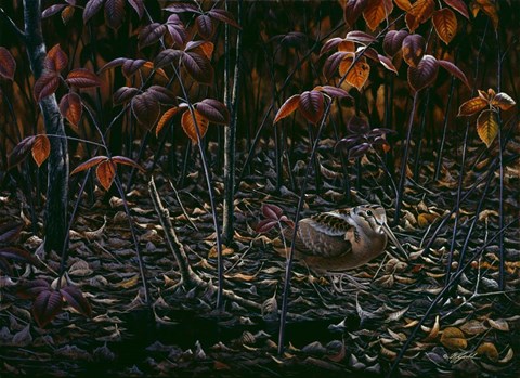 Framed Woodcocks World Print