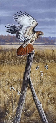 Framed Corner Post - Red Tailed Hawk Print