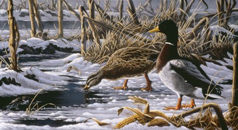 Framed Spring Thaw - Mallards Print