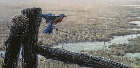 Framed April Showers - Eastern Bluebird Print