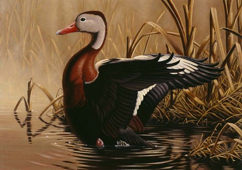 Framed 1988 Black Bellied Whistling Duck Print