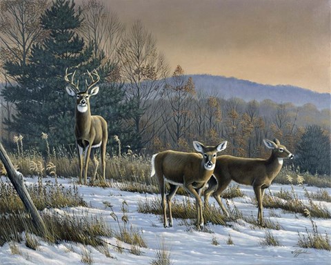 Framed Prime Time - Whitetail Deer Print