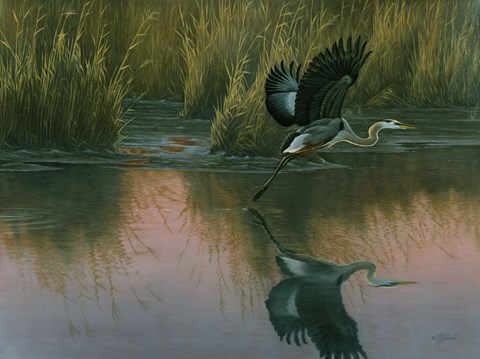Framed Evening Flight - Great Blue Heron Print