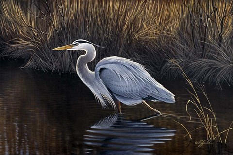 Framed Making Strides - Great Blue Heron Print