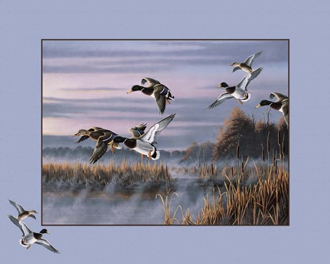 Framed Ducks In Flight 1 Print