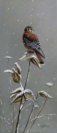 Framed Gentle Snowfall - Kestrel Print