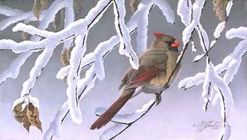 Framed Winter Lady - Cardinal Print