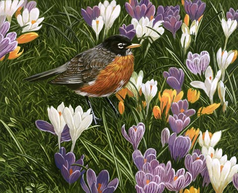 Framed Springtime Robin With Crocus Print