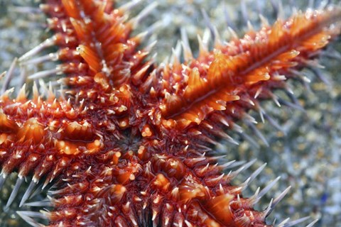 Framed Star Fish Print