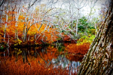 Framed Fall Pond Colors 3 Print