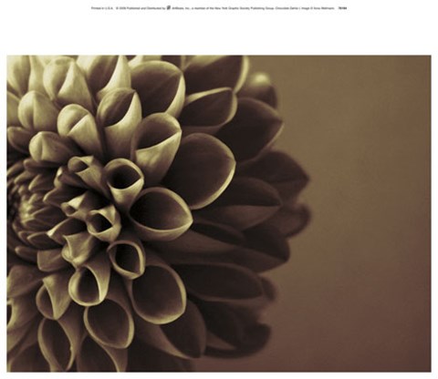 Framed Chocolate Dahlia I Print