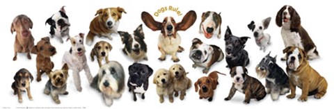 Framed Dogs Rule Print