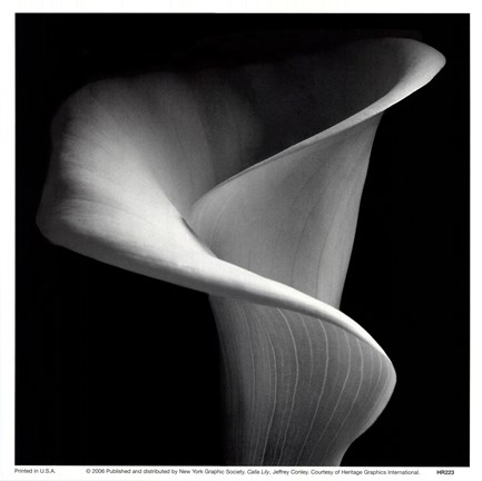 Framed Calla Lily Print