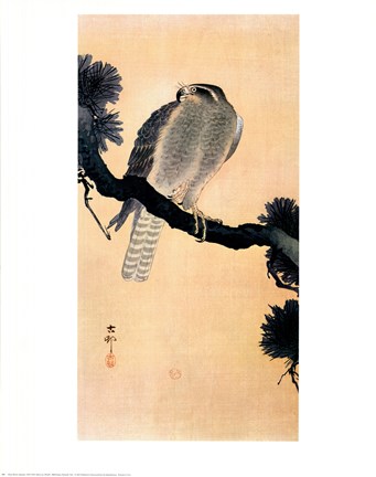 Framed Falcon On A Branch Print