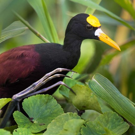Framed Northern Jacana, Tortuguero, Costa Rica Print