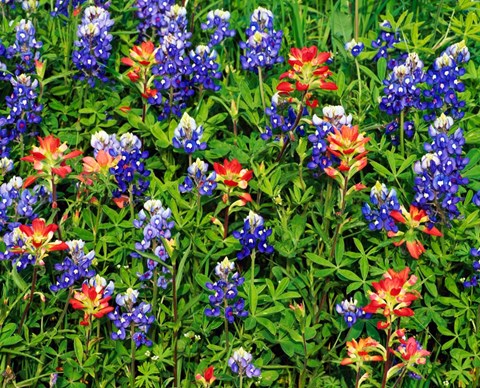 Framed Texas Bluebonnets Print