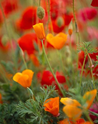 Framed California Golden Poppies and Corn Poppies, Washington State Print