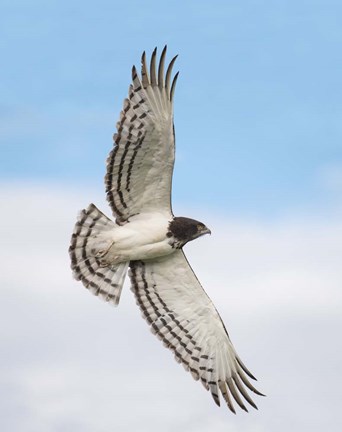 Framed Black-chested snake eagle (Circaetus pectoralis) in flight, Ndutu, Ngorongoro Conservation Area, Tanzania Print