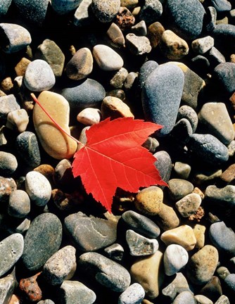 Framed Maple Leaf on Pebbles Print
