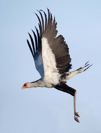Framed Secretary Bird, Serengeti National Park, Tanzania Print