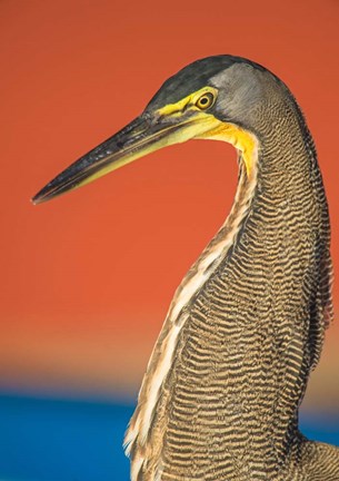 Framed Bare-Throated Tiger Heron, Tortuguero, Costa Rica Print