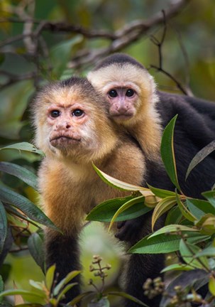 Framed White-Throated Capuchin Monkeys (Cebus capucinus) on tree, Tortuguero, Costa Rica Print