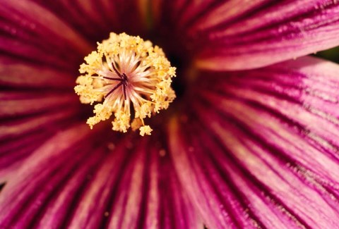 Framed Tree Mallow Pistil-Stamen Print