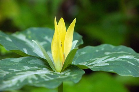 Framed Yellow Trillium Flower, Tennessee Print