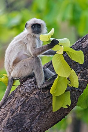 Framed Gray Langur Monkey, Kanha National Park, Madhya Pradesh, India Print