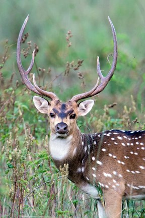 Framed Spotted Deer,Kanha National Park, Madhya Pradesh, India Print