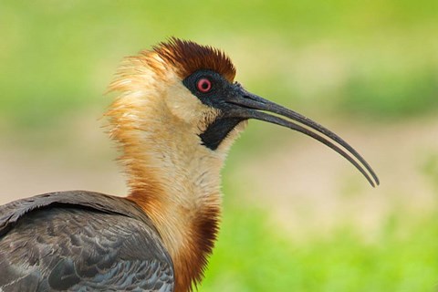 Framed Buff-Necked Ibis,, Pantanal Wetlands, Brazil Print