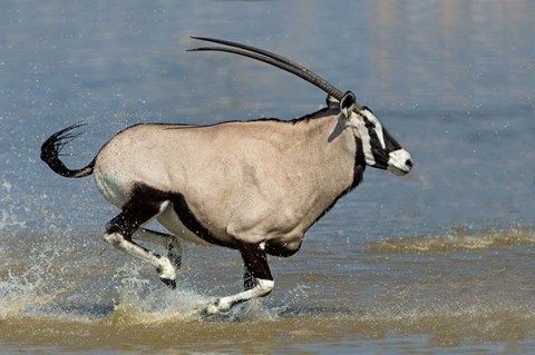 Framed Gemsbok, Etosha National Park, Namibia Print
