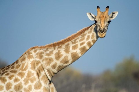 Framed Southern Giraffe, Etosha National Park, Namibia Print
