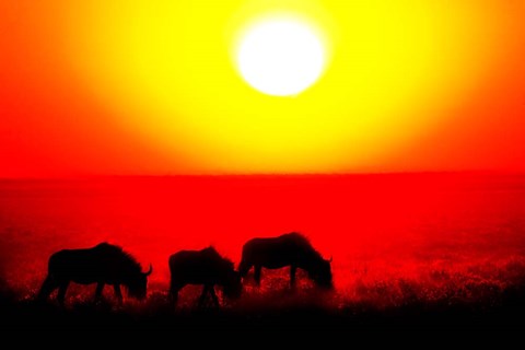 Framed Wildebeests, Etosha National Park, Namibia Print