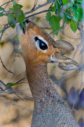 Framed Damara Dik-Dik, Etosha National Park, Namibia Print
