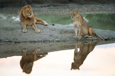 Framed African Lion and Lioness, Ngorongoro Conservation Area, Tanzania Print