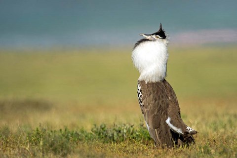 Framed Kori Bustard, Ngorongoro Conservation Area, Tanzania Print